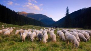 Owieczki w Dolinie Kościeliskiej